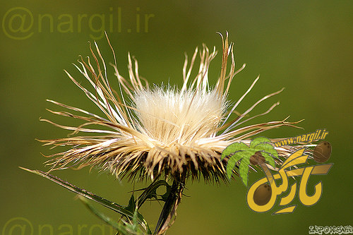 کنگر فرنگی - معرفی و خواص گیاهان دارویی